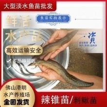 如何選擇可靠的魚苗運(yùn)輸代理？（如何挑選可靠的魚苗運(yùn)輸代理？） 如何選擇可靠的魚苗運(yùn)輸代理？（如何挑選可靠的魚苗運(yùn)輸代理？） 龍魚百科 第1張