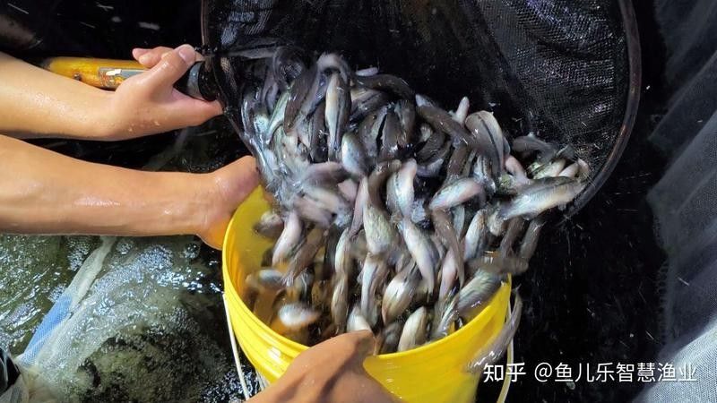 如何選擇可靠的魚苗運(yùn)輸代理？（如何挑選可靠的魚苗運(yùn)輸代理？） 如何選擇可靠的魚苗運(yùn)輸代理？（如何挑選可靠的魚苗運(yùn)輸代理？） 龍魚百科 第5張