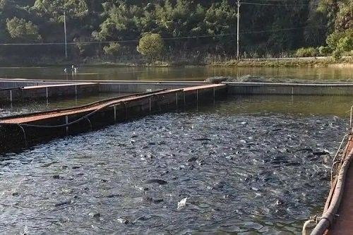 寧波江北哪個水族館龍魚好？祥龍魚場龍魚（寧波江北區的水族館——祥龍魚場）