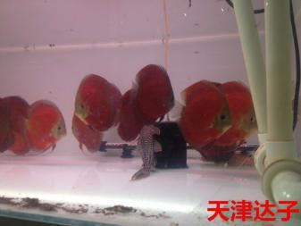 青島龍魚專賣（青島龍魚專賣是一家專門銷售龍魚及相關水族用品的店鋪）