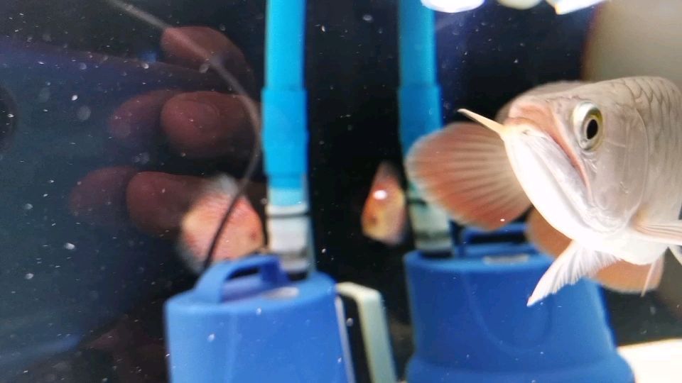<strong><mark>六安</mark></strong>水族批發市場在哪里啊最近 <strong><mark>六安</mark></strong>最大的水產批發市場
