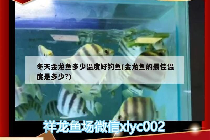 龍魚的喂食頻率取決于多種因素，金龍魚喂食頻率取決于多種因素，金龍魚的喂食頻率取決于多種因素，