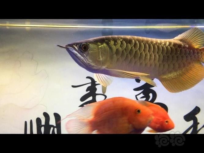 紅寶石金龍魚的價格是多少？（紅寶石金龍魚價格） 紅寶石金龍魚的價格是多少？（紅寶石金龍魚價格） 龍魚百科 第4張