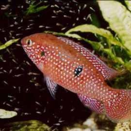 紅寶石金龍魚的價格是多少？（紅寶石金龍魚價格） 紅寶石金龍魚的價格是多少？（紅寶石金龍魚價格） 龍魚百科 第6張
