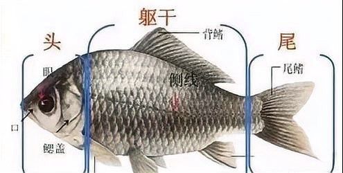 龍魚5號(hào)藥有哪些副作用