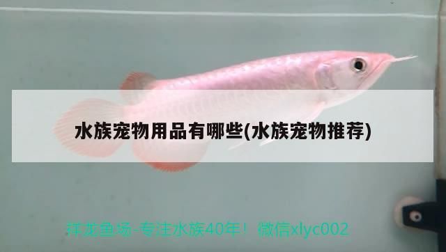 觀賞魚 水族寵物用品有哪些(水族寵物推薦) 觀賞魚百科 水族寵物用品有哪些(水族寵物推薦) 水族寵物用品有哪些(水族寵物推薦) 觀賞魚百科