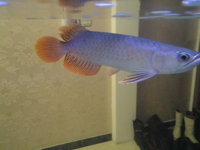 如何鑒別過背龍魚的品質(zhì)？