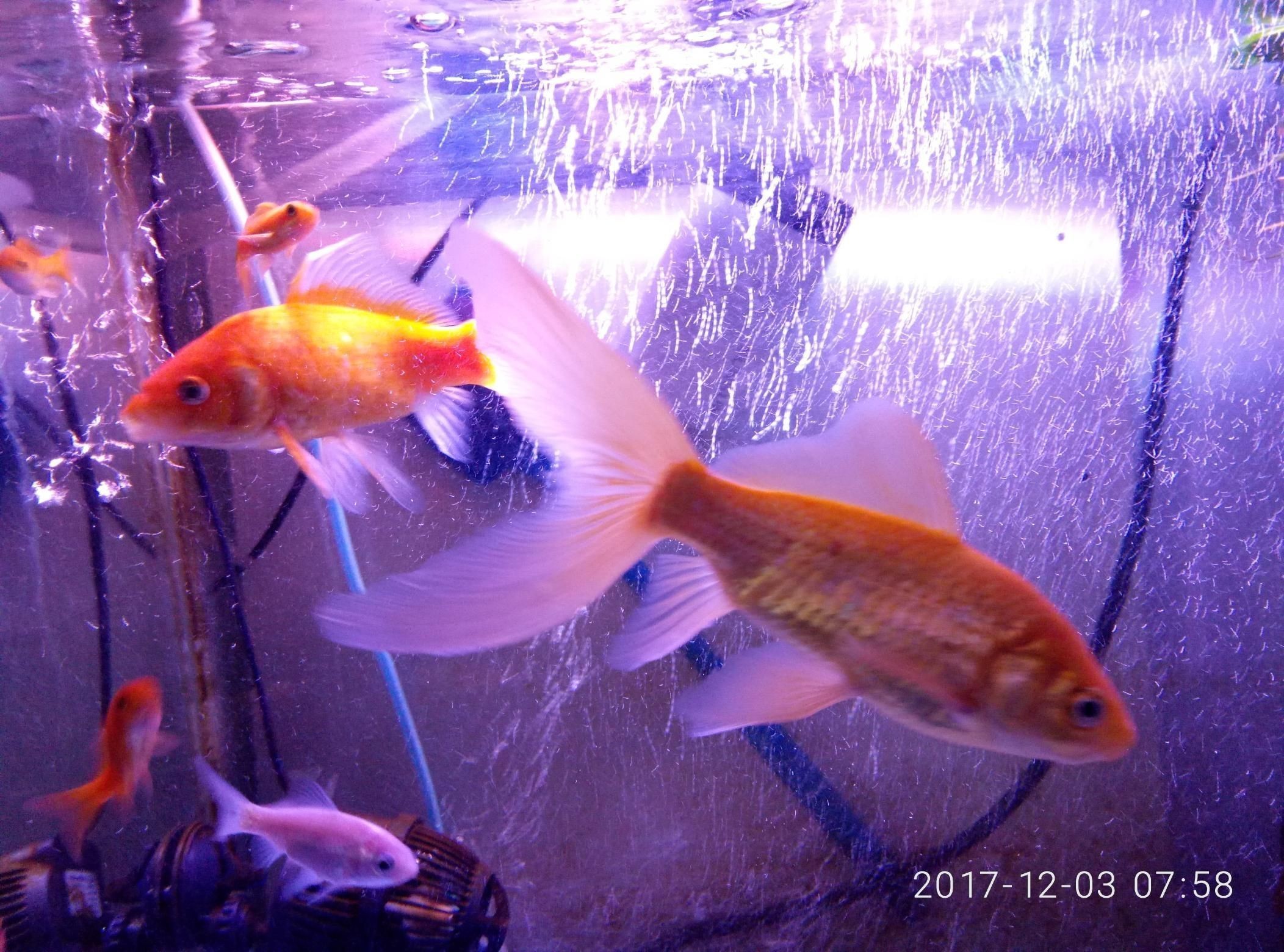 氣盤石放在了造浪泵效果咋樣（氣盤石放在了造浪泵旁邊，效果咋樣？）