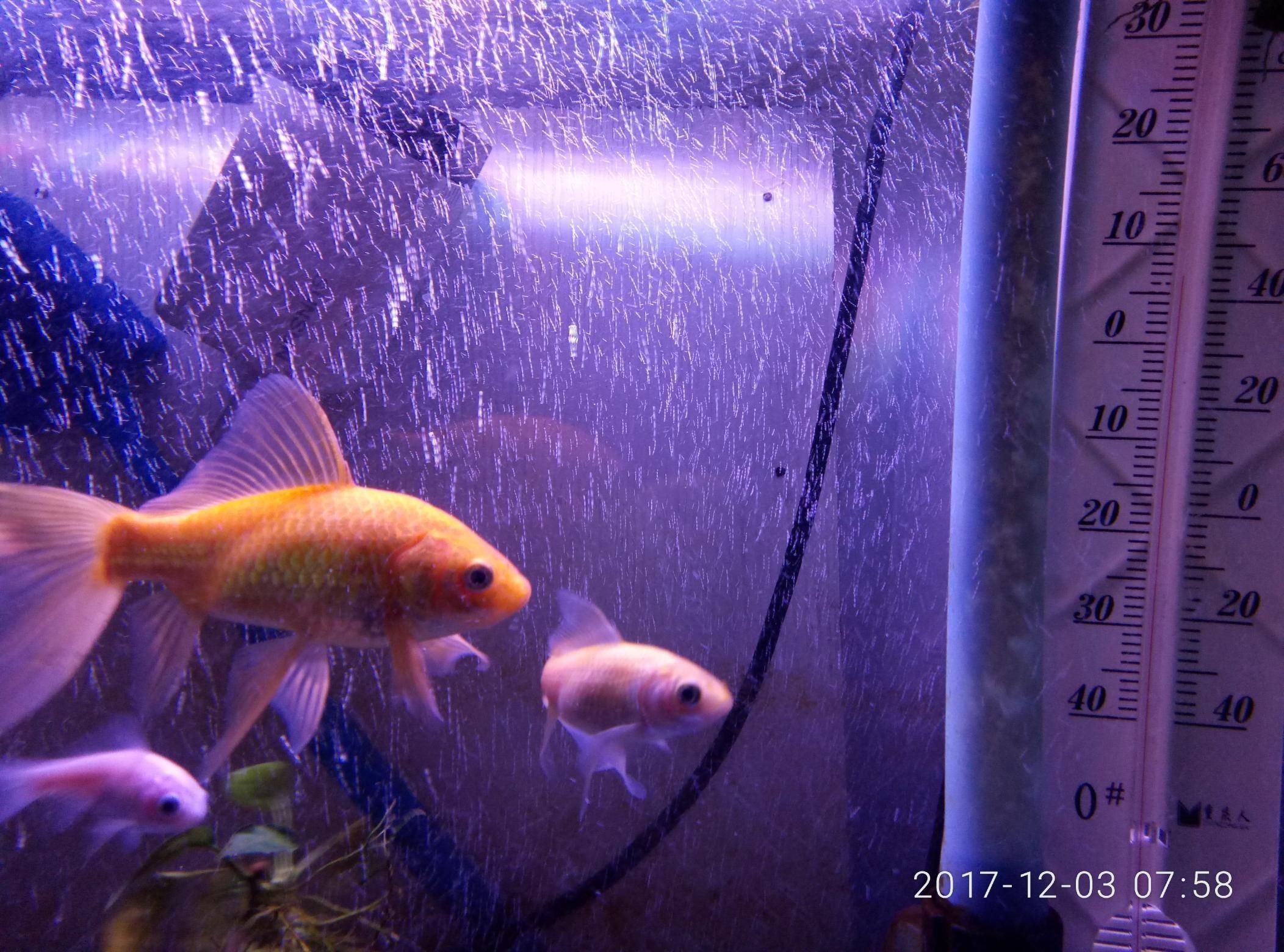 氣盤石放在了造浪泵效果咋樣（氣盤石放在了造浪泵旁邊，效果咋樣？）