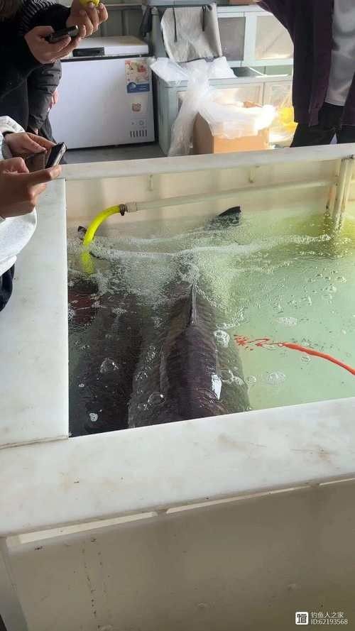 青龍魚和金龍魚哪個更難養 青龍魚和金龍魚哪個更難養 龍魚百科 第4張