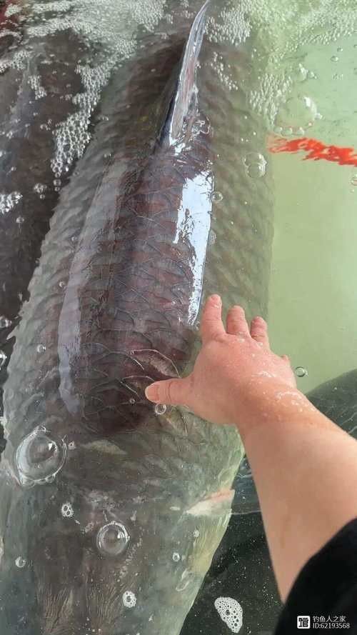 青龍魚和金龍魚哪個更難養 青龍魚和金龍魚哪個更難養 龍魚百科 第8張