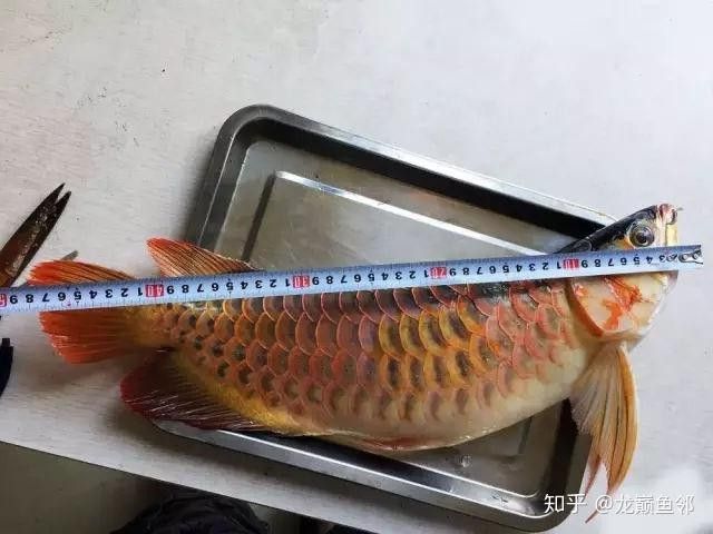 龍魚喂泥鰍需要多大的泥鰍（龍魚喂泥鰍需要多大的泥鰍，養龍大神是這樣處理泥鰍的） 龍魚喂泥鰍需要多大的泥鰍（龍魚喂泥鰍需要多大的泥鰍，養龍大神是這樣處理泥鰍的） 龍魚百科 第4張