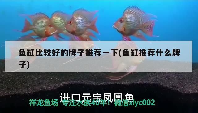 魚缸比較好的牌子推薦一下(魚缸推薦什么牌子) 魚缸比較好的牌子推薦一下(魚缸推薦什么牌子) 觀賞魚百科