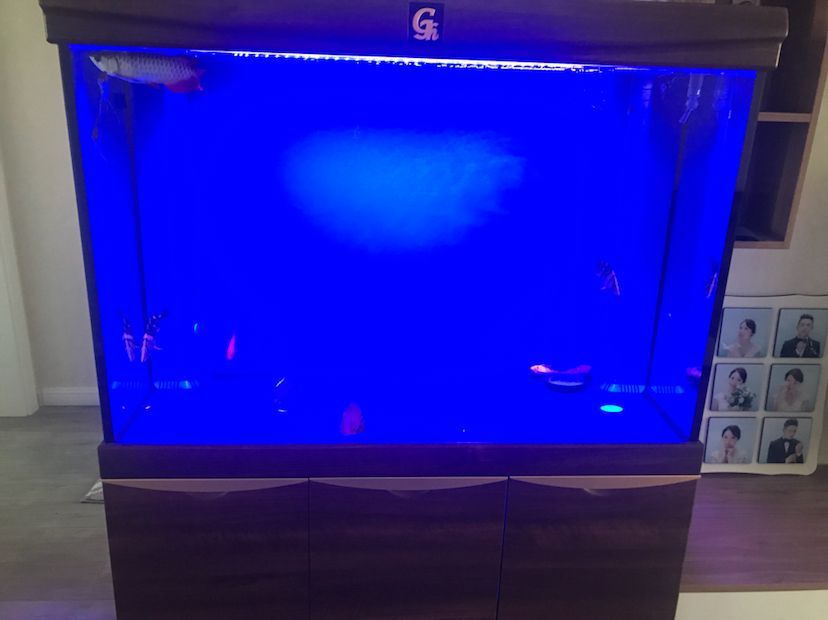 許昌水族館小龍入缸十天了為什么不敢游呢（許昌水族館小龍入缸十天了為什么不敢游） 許昌水族館小龍入缸十天了為什么不敢游呢（許昌水族館小龍入缸十天了為什么不敢游） 觀賞魚百科 第2張
