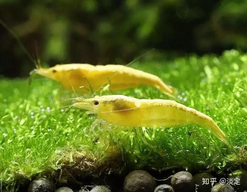 女王大帆和哪些魚混養最佳？