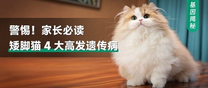 龍貓遺傳病有哪些類型（科學預防指南——矮腳貓躲不開4大高發遺傳病寵知因聽）