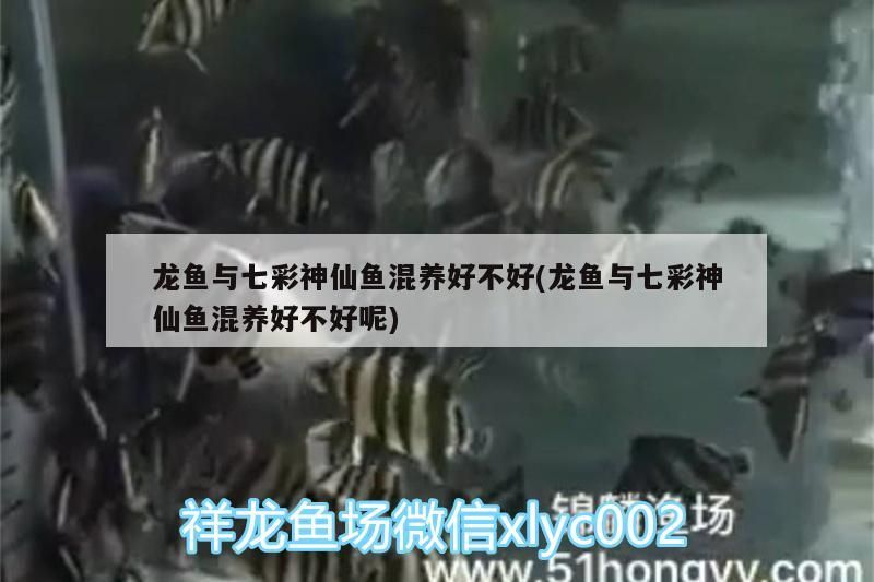 我的虎魚真菌感染了要怎么處理 龍魚與七彩神仙魚混養好不好(龍魚與七彩神仙魚混養好不好呢) 觀賞魚百科 龍魚與七彩神仙魚混養好不好(龍魚與七彩神仙魚混養好不好呢) 龍魚與七彩神仙魚混養好不好(龍魚與七彩神仙魚混養好不好呢) 觀賞魚百科