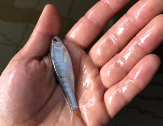 如何判斷白化龍魚是否生病？