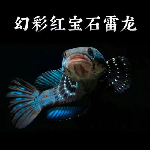 哪里可以購買到幻彩紅寶石雷龍魚？（幻彩紅寶石雷龍魚的購買渠道） 哪里可以購買到幻彩紅寶石雷龍魚？（幻彩紅寶石雷龍魚的購買渠道） 龍魚百科 第2張