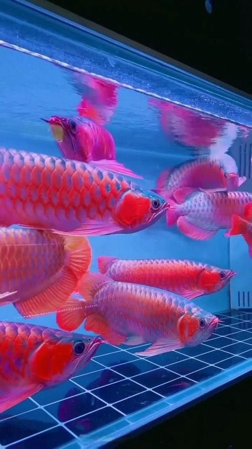 推薦一些紅金龍魚高清靜態壁紙（36種紅金龍魚高清靜態壁紙推薦，36種紅龍你見過一半） 推薦一些紅金龍魚高清靜態壁紙（36種紅金龍魚高清靜態壁紙推薦，36種紅龍你見過一半） 龍魚百科 第5張