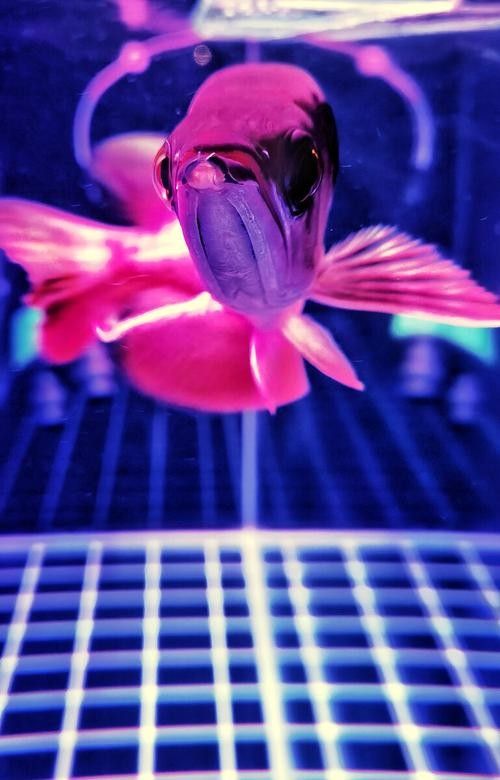 推薦一些紅金龍魚高清靜態壁紙（36種紅金龍魚高清靜態壁紙推薦，36種紅龍你見過一半） 推薦一些紅金龍魚高清靜態壁紙（36種紅金龍魚高清靜態壁紙推薦，36種紅龍你見過一半） 龍魚百科 第9張