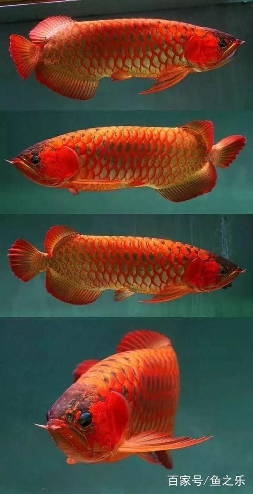 推薦一些紅金龍魚高清靜態壁紙（36種紅金龍魚高清靜態壁紙推薦，36種紅龍你見過一半） 推薦一些紅金龍魚高清靜態壁紙（36種紅金龍魚高清靜態壁紙推薦，36種紅龍你見過一半） 龍魚百科 第7張