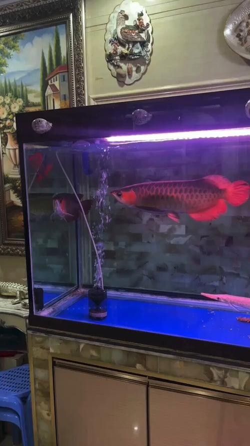 推薦一些紅金龍魚高清靜態壁紙（36種紅金龍魚高清靜態壁紙推薦，36種紅龍你見過一半） 推薦一些紅金龍魚高清靜態壁紙（36種紅金龍魚高清靜態壁紙推薦，36種紅龍你見過一半） 龍魚百科 第11張