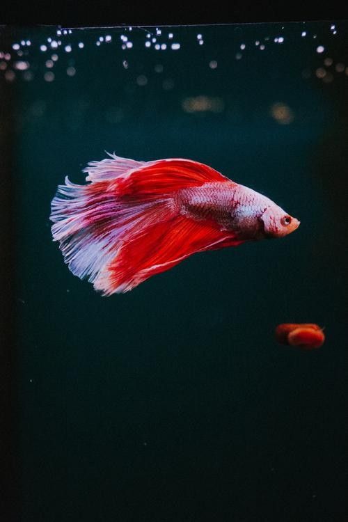 推薦一些紅金龍魚高清靜態壁紙（36種紅金龍魚高清靜態壁紙推薦，36種紅龍你見過一半） 推薦一些紅金龍魚高清靜態壁紙（36種紅金龍魚高清靜態壁紙推薦，36種紅龍你見過一半） 龍魚百科 第19張