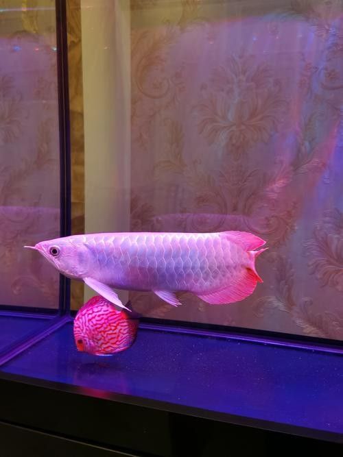 推薦一些紅金龍魚高清靜態壁紙（36種紅金龍魚高清靜態壁紙推薦，36種紅龍你見過一半） 推薦一些紅金龍魚高清靜態壁紙（36種紅金龍魚高清靜態壁紙推薦，36種紅龍你見過一半） 龍魚百科 第16張