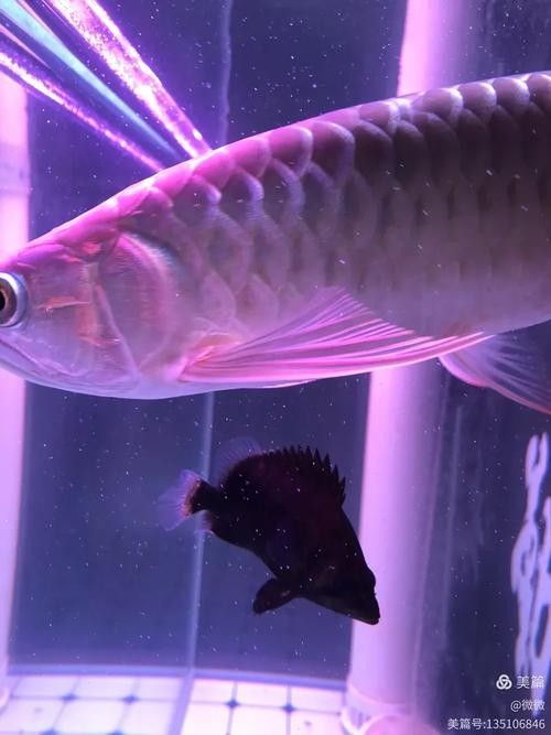 推薦一些紅金龍魚高清靜態壁紙（36種紅金龍魚高清靜態壁紙推薦，36種紅龍你見過一半） 推薦一些紅金龍魚高清靜態壁紙（36種紅金龍魚高清靜態壁紙推薦，36種紅龍你見過一半） 龍魚百科 第21張