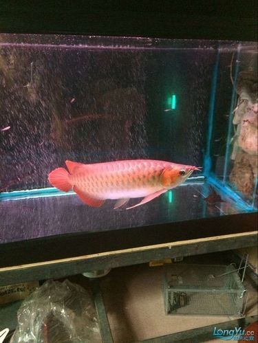 推薦一些紅金龍魚高清靜態壁紙（36種紅金龍魚高清靜態壁紙推薦，36種紅龍你見過一半） 推薦一些紅金龍魚高清靜態壁紙（36種紅金龍魚高清靜態壁紙推薦，36種紅龍你見過一半） 龍魚百科 第27張
