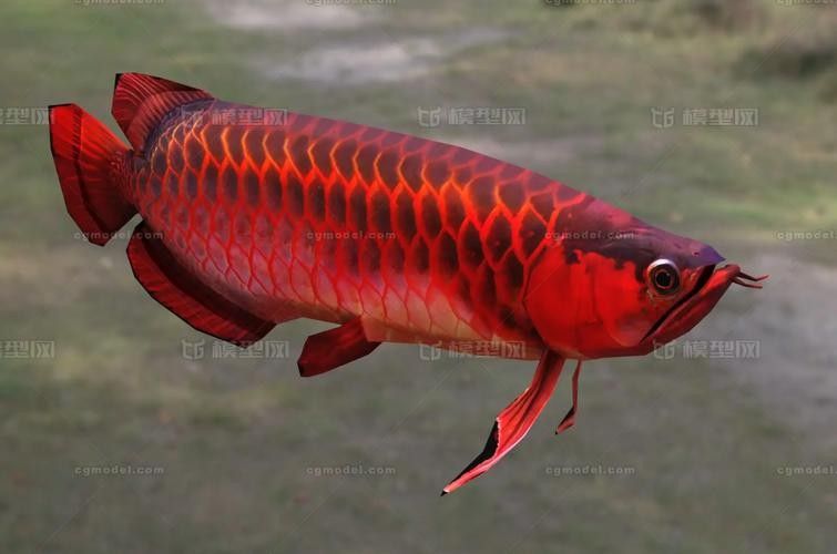 推薦一些紅金龍魚高清靜態壁紙（36種紅金龍魚高清靜態壁紙推薦，36種紅龍你見過一半） 推薦一些紅金龍魚高清靜態壁紙（36種紅金龍魚高清靜態壁紙推薦，36種紅龍你見過一半） 龍魚百科 第24張