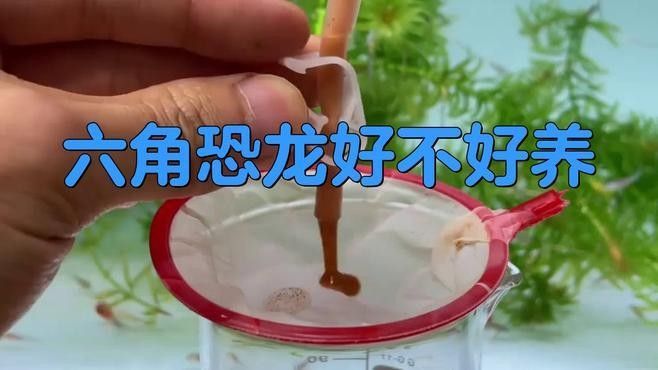 如何為六角恐龍魚提供最佳再生環境？（如何為六角恐龍魚提供一個理想的生長空間）