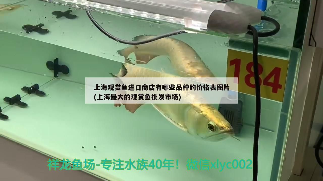 <strong><mark>上海</mark></strong>觀賞魚進口商店有哪些品種的價格表圖片(<strong><mark>上海</mark></strong>最大的觀賞魚批發(fā)市場)