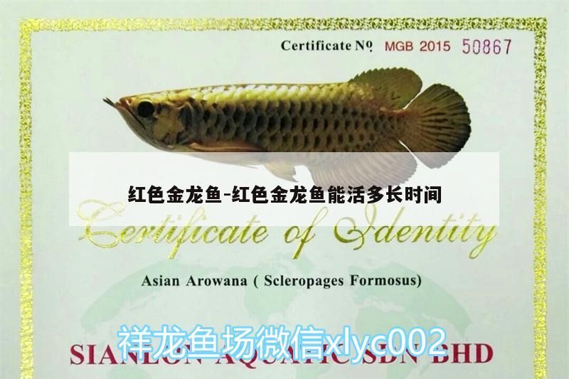 銀龍魚 紅色金龍魚:紅色金龍魚能活多長時間 觀賞魚百科 紅色金龍魚:紅色金龍魚能活多長時間 紅色金龍魚:紅色金龍魚能活多長時間 觀賞魚百科