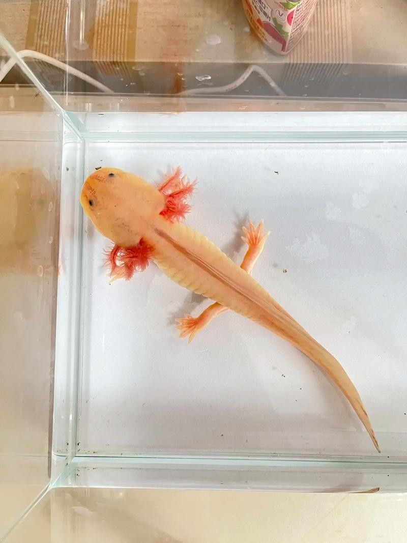 給我推薦一些適合恐龍魚的藥（六角恐龍家中常備藥的選擇與使用）