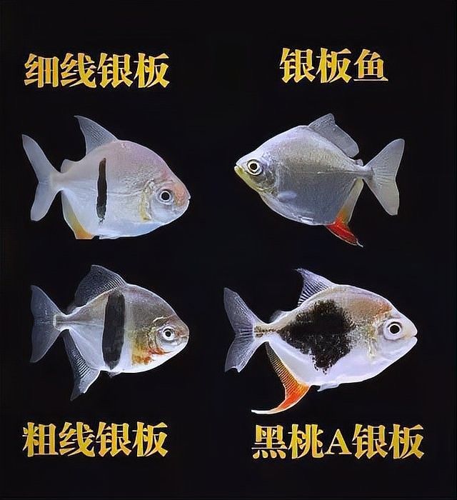 粗線銀板魚和哪些魚混養比較合適（與粗線銀板魚混養的魚類） 粗線銀板魚和哪些魚混養比較合適（與粗線銀板魚混養的魚類） 龍魚百科 第4張