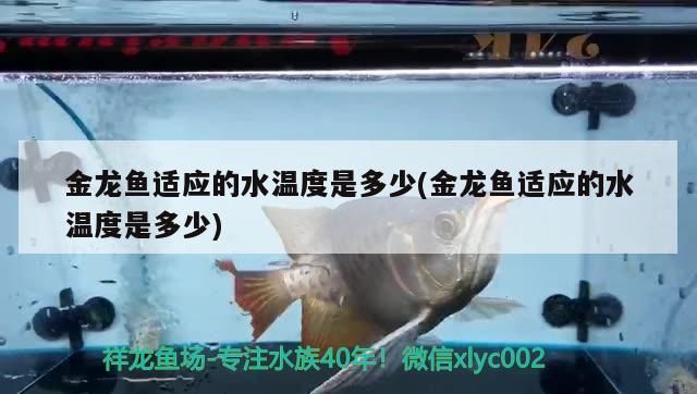 高背金龍魚和過背金龍魚的區(qū)別圖片大全（高背金龍魚和過背金龍魚哪個(gè)好）（背金龍魚和過背金龍魚的區(qū)別在于高背金龍魚和過背金龍魚的區(qū)別）