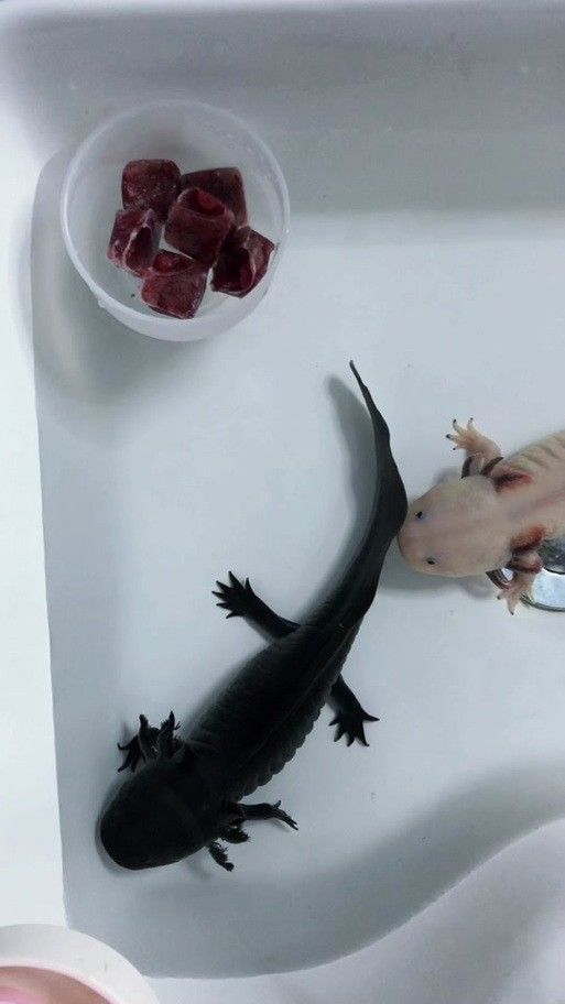 給我一些恐龍魚吃食的圖片(關于恐龍魚喂食的相關信息) 龍魚百科 第4張 給我一些恐龍魚吃食的圖片(關于恐龍魚喂食的相關信息) 給我一些恐龍魚吃食的圖片(關于恐龍魚喂食的相關信息) 龍魚百科 第4張