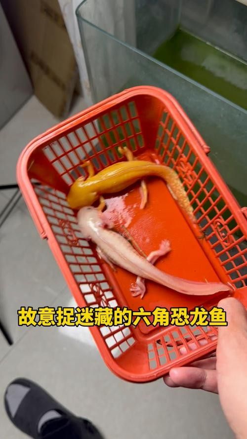 給我一些恐龍魚吃食的圖片(關于恐龍魚喂食的相關信息) 龍魚百科 第6張 給我一些恐龍魚吃食的圖片(關于恐龍魚喂食的相關信息) 給我一些恐龍魚吃食的圖片(關于恐龍魚喂食的相關信息) 龍魚百科 第6張