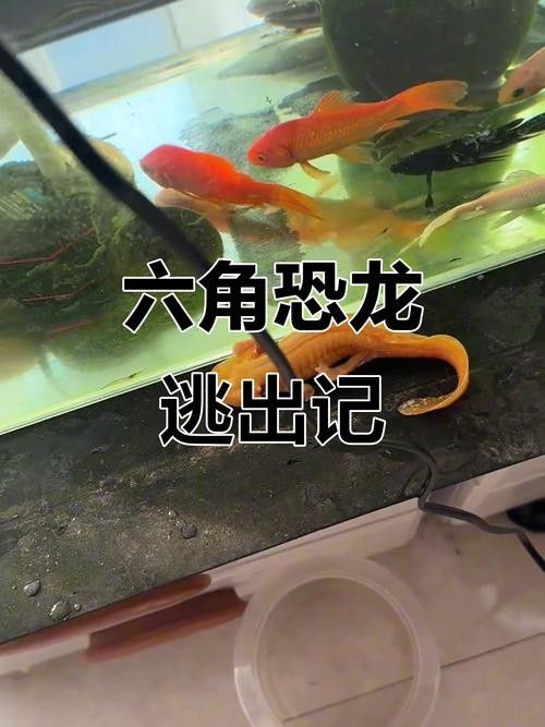 給我一些恐龍魚吃食的圖片（關于恐龍魚喂食的相關信息） 給我一些恐龍魚吃食的圖片（關于恐龍魚喂食的相關信息） 龍魚百科 第21張