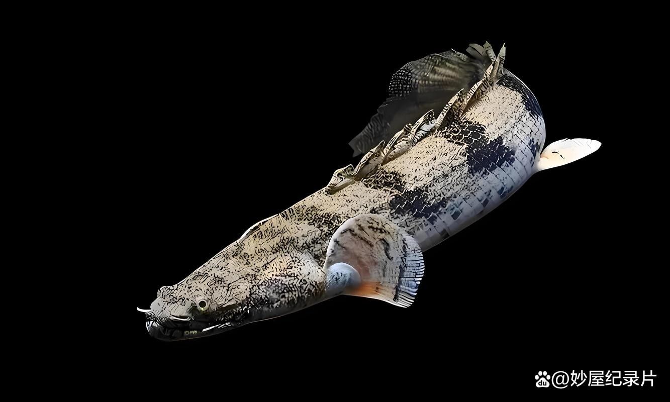 給我一些恐龍魚吃食的圖片(關于恐龍魚喂食的相關信息) 龍魚百科 第18張 給我一些恐龍魚吃食的圖片(關于恐龍魚喂食的相關信息) 給我一些恐龍魚吃食的圖片(關于恐龍魚喂食的相關信息) 龍魚百科 第18張