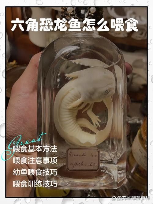 給我一些恐龍魚吃食的圖片(關于恐龍魚喂食的相關信息) 龍魚百科 第33張 給我一些恐龍魚吃食的圖片(關于恐龍魚喂食的相關信息) 給我一些恐龍魚吃食的圖片(關于恐龍魚喂食的相關信息) 龍魚百科 第33張