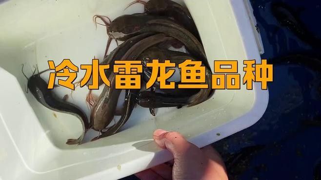 冷水品種的雷龍魚有哪些（常見的冷水型雷龍魚品種） 冷水品種的雷龍魚有哪些（常見的冷水型雷龍魚品種） 龍魚百科 第1張