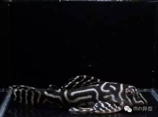 大銀龍魚(yú)和小銀龍魚(yú)能混養(yǎng)嗎:大銀龍魚(yú)和小銀龍魚(yú)可以混養(yǎng)但需注意以下幾點(diǎn) 觀賞魚(yú)百科 第2張 大銀龍魚(yú)和小銀龍魚(yú)能混養(yǎng)嗎:大銀龍魚(yú)和小銀龍魚(yú)可以混養(yǎng)但需注意以下幾點(diǎn) 大銀龍魚(yú)和小銀龍魚(yú)能混養(yǎng)嗎:大銀龍魚(yú)和小銀龍魚(yú)可以混養(yǎng)但需注意以下幾點(diǎn) 觀賞魚(yú)百科 第2張