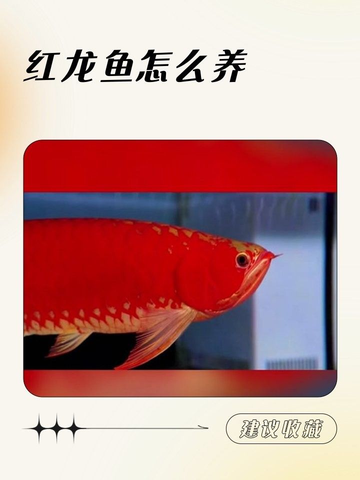 紅龍魚燈光開啟時間多久合適（關于紅龍魚燈光開啟時間的詳細分析） 紅龍魚燈光開啟時間多久合適（關于紅龍魚燈光開啟時間的詳細分析） 龍魚百科 第8張