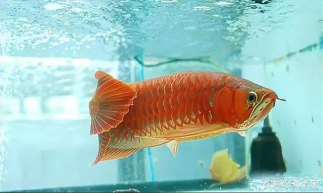 哪里可以找到更多高清的龍魚壁紙（如何找到高清龍魚壁紙）