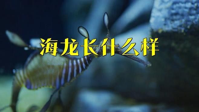 如何區分不同的海龍魚（如何區分不同種類的海龍魚） 如何區分不同的海龍魚（如何區分不同種類的海龍魚） 龍魚百科 第1張