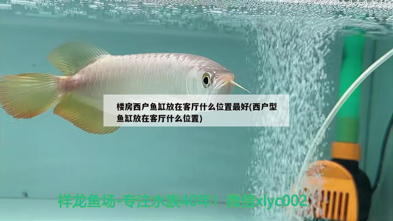 樓房西戶魚缸放在客廳什么位置最好(西戶型魚缸放在客廳什么位置)（樓房西戶魚缸放在客廳什么位置最好）