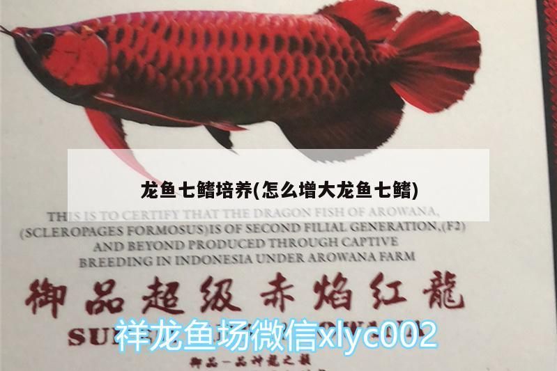 龍魚(yú)七鰭培養(yǎng)(怎么增大龍魚(yú)七鰭)